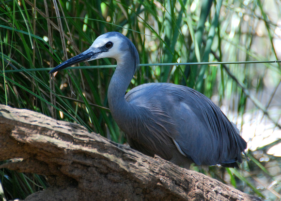 Cleland Wildlife Park