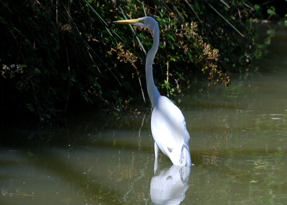 Cleland Wildlife Park