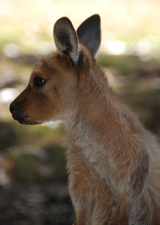 Cleland Wildlife Park