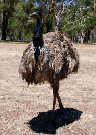 Cleland Wildlife Park