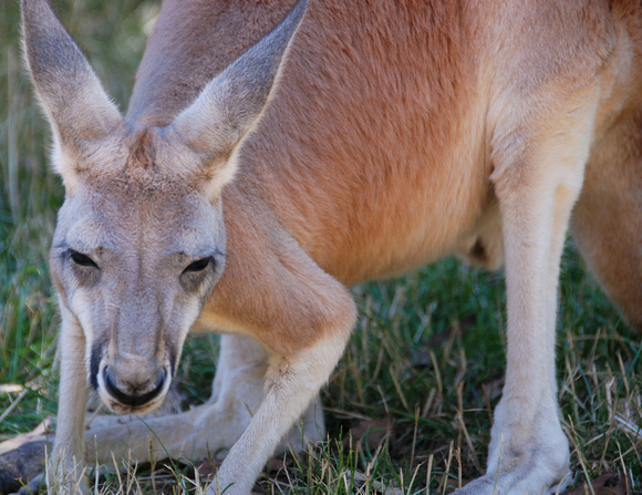 Cleland Wildlife Park